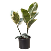 Ficus Elastica 'Tineke'