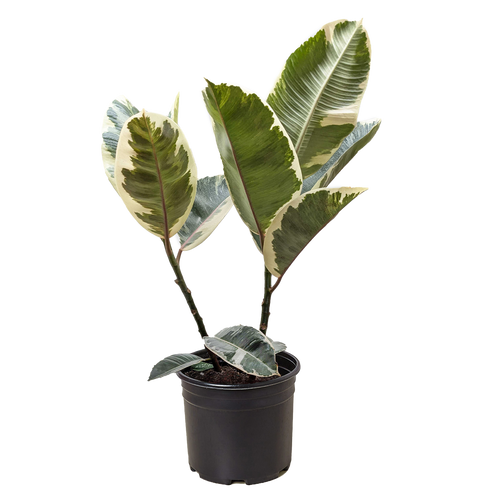 Ficus Elastica 'Tineke'