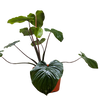 Homalomena 'Emerald Gem'
