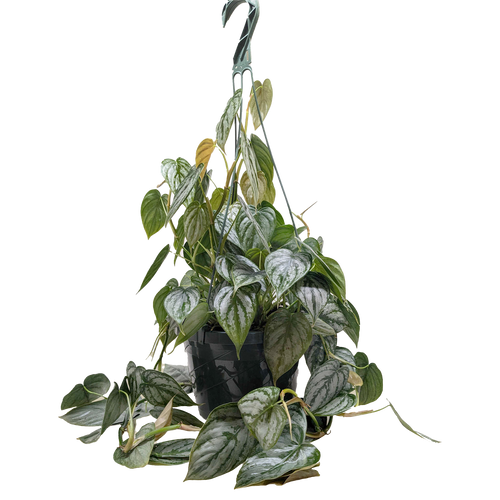Philodendron 'Brandi'
