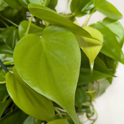 Philodendron 'Neon'