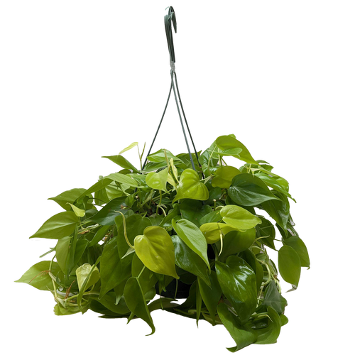 Philodendron 'Neon'