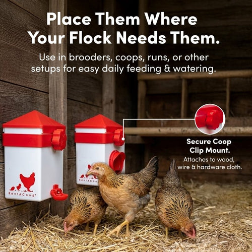RentACoop 2.5 Pound Chick2Chicken Medium Port Feeder and 64 Ounce (2 Liter) Drinker Set for Chicks, Chickens, Quail, and Other Small Birds