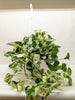 Pothos Manjula | Variegated Trailing Plant with Marble Leaves | House Plant Shop