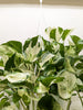 Pothos Manjula | Variegated Trailing Plant with Marble Leaves | House Plant Shop