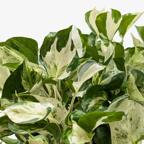 Pothos 'Manjula'