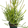 Euphorbia 'Pencil Cactus'