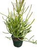 Euphorbia 'Pencil Cactus'