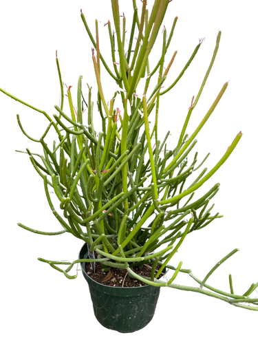 Euphorbia 'Pencil Cactus'