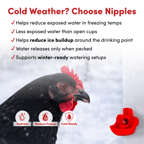 RentACoop 32oz(1L) Drinker Plus 2 Versatile Nipples