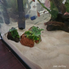 Lava Rock Anubias Nana Petite