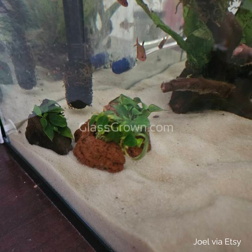 Lava Rock Anubias Nana Petite