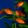 Mickey Mouse Platy 6 Pack
