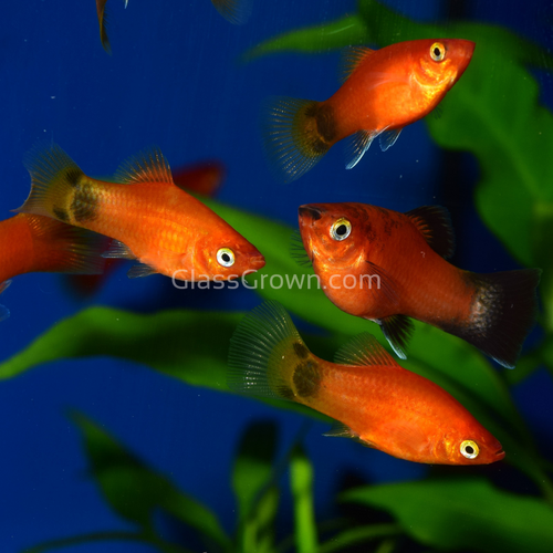 Mickey Mouse Platy 6 Pack