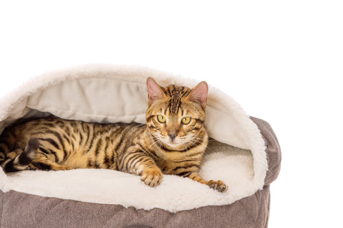 Cover Cat Bed