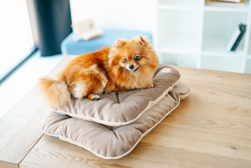 Tomas Pillow for Small Dogs