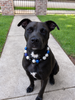 Rose Heart Bow Acrylic Beaded Dog Necklace (3Colors)