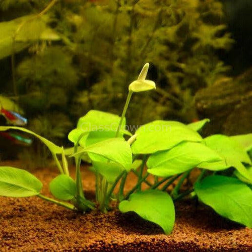 Mystery Anubias