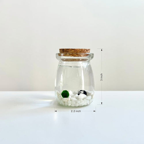 Live Moss Balls Mini Aquarium Jar