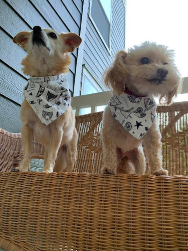 Adventure Dog Bandana