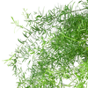 Fern 'Sprengeri'