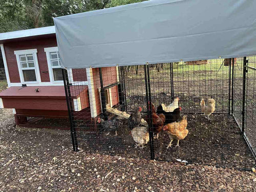 Walk-In 8 ft. Chicken Run (6'6W x 7'6L x 6'3H)