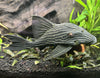 Royal Pleco