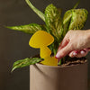 Sticky Traps for Plant Pests | Chemical-Free Pest Control | House Plant Shop
