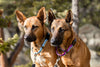 Outdoor Style All Nylon Martingale Collar