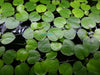Amazon Frogbit