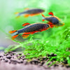 Celestial Pearl Danio / Galaxy Rasbora (Celestichthys margaritatus)