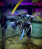 Marble Angelfish (Pterophyllum scalare) MEDIUM