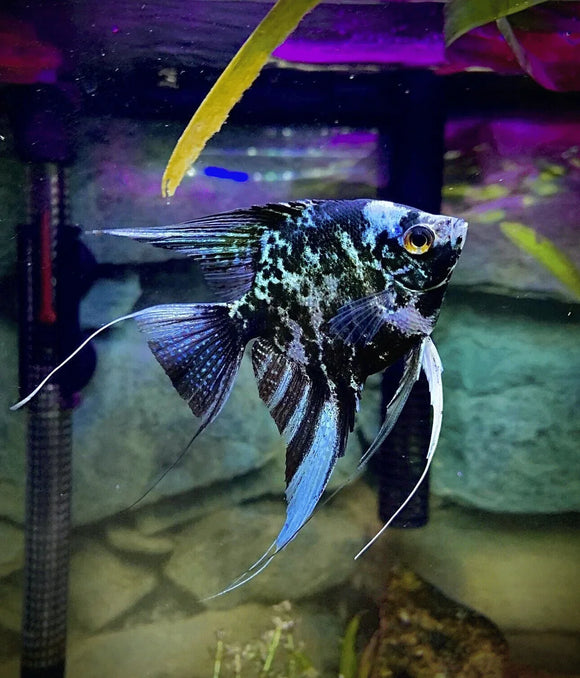 Marble Angelfish (Pterophyllum scalare) MEDIUM