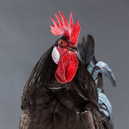 No-Crow Rooster Collar