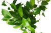 Ficus 'Benjamina' - 6 Pot