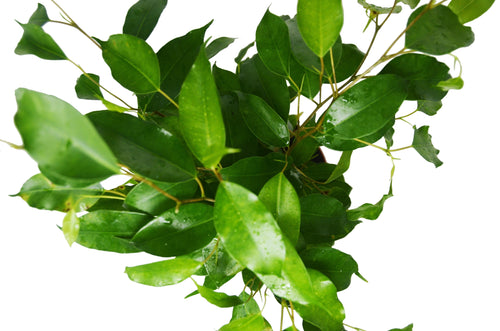 Ficus 'Benjamina' - 6 Pot