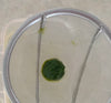 Large moss ball rolling tool kit