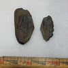 Mazon Creek Fern Fossil #9-033