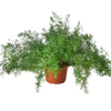 Fern 'Sprengeri'