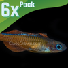 Red Neon Blue Eye Rainbowfish 6 Pack