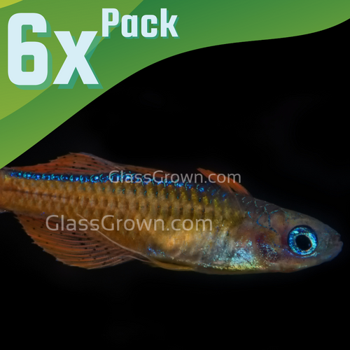 Red Neon Blue Eye Rainbowfish 6 Pack