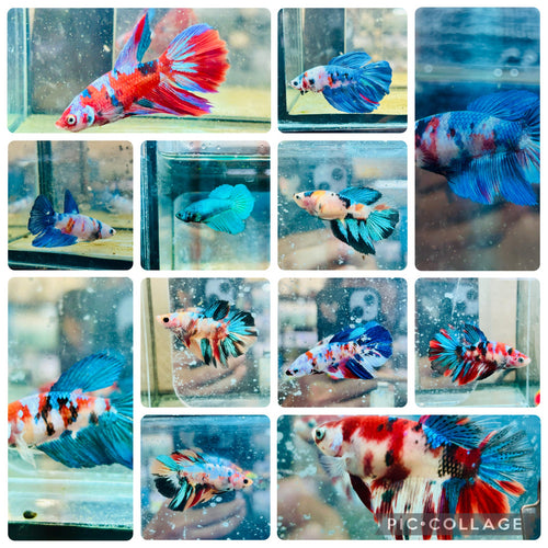 Halfmoon Multicolor | Female Betta