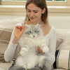 Silver Maine Coon Backpack-Majestic and Purrfect Companion