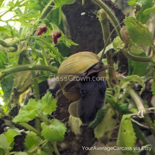 Potted Water Wisteria (Hygrophila Difformis)