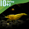 Goldenback Yellow Dwarf Shrimp 10+ Pack