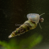 Malaysian Trumpet 5+ Snails