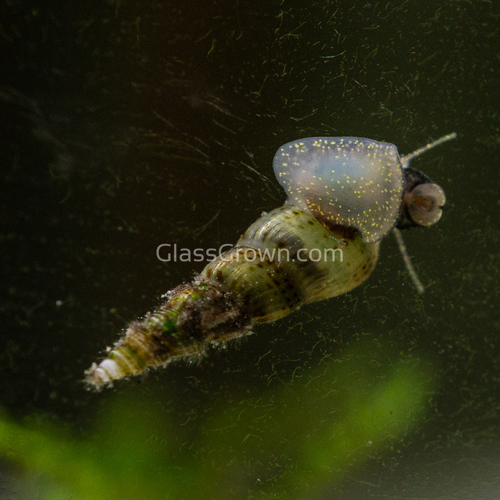 Malaysian Trumpet 5+ Snails