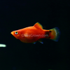 Mickey Mouse Platy 6 Pack