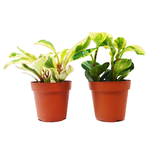 2 Peperomia Plants Variety Pack in 4 Pots - Baby Rubber Plants