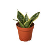 Snake Plant Laurentii Dwarf
